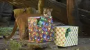 Cougar (Puma concolor) melihat hadiah dengan makanan yang dibawa oleh pengunjung sebagai bagian dari tradisi Natal di Kebun Binatang La Aurora, Kota Guetemala, Selasa (20/12/2022). Pengunjung dapat dengan gembira melihat hewan-hewan yang dirawat disana. (Orlando ESTRADA / AFP)