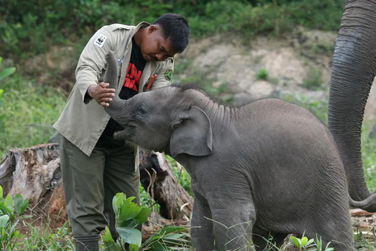 Gajah TN Tesso Nilo