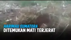 THUMBNAIL harimau