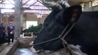 Ratusan ternak sapi di Kota Malang dan Kota Batu terjangkit penyakit mulut dan kuku (PMK). Para peternak diimbau&nbsp;menjaga kesehatan hewan ternaknya dan kebersihan kandang agar wabah tak meluas (Liputan6.com/Zainul Arifin)