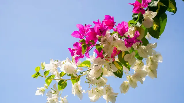 Panduan Perawatan Bougainvillea agar Sehat dan Berbunga Lebat