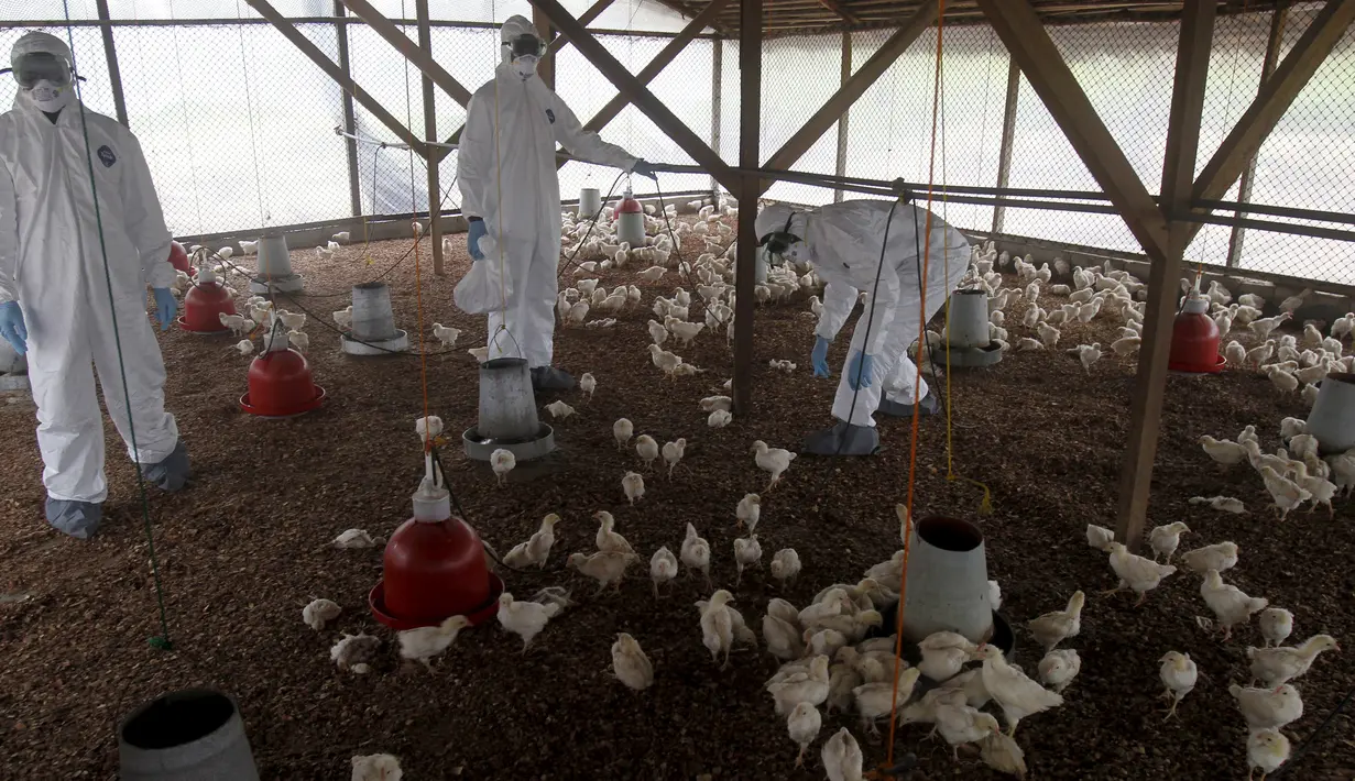 Petugas berada di sebuah peternakan yang terkena wabah virus flu burung, di desa Modeste, Pantai Gading, Afrika Barat, Jumat (14/8/2015). Pemerintah setempat mengumumkan bahwa virus H5N1 telah menyebar ke tiga wilayah di negaranya. (REUTERS/Luc Gnago)