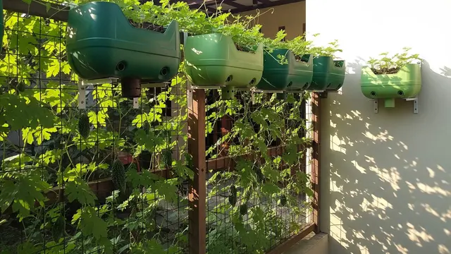 Inspirasi Kebun Pare Rambat di Pagar Rumah Kecil