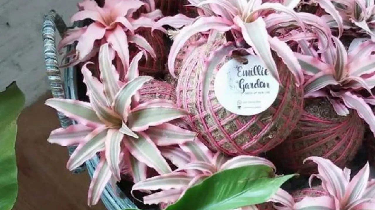 Kokedama, Tanaman yang Mudah Dirawat
