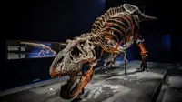 Gambar yang diambil pada 1 Juni 2018 menunjukkan kerangka dinosaurus Tyrannosaurus Rex di Museum Nasional Sejarah Alam Prancis di Paris. Trix yang punya banyak gigi tajam adalah kerangka Trex asli pertama yang dipajang di Prancis (AFP/STEPHANE DE SAKUTIN)