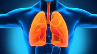 Sebelum terlambat dan tak kuasa bernapas, kenali berbagai fakta seputar kesehatan paru-paru. | via: tes.com
