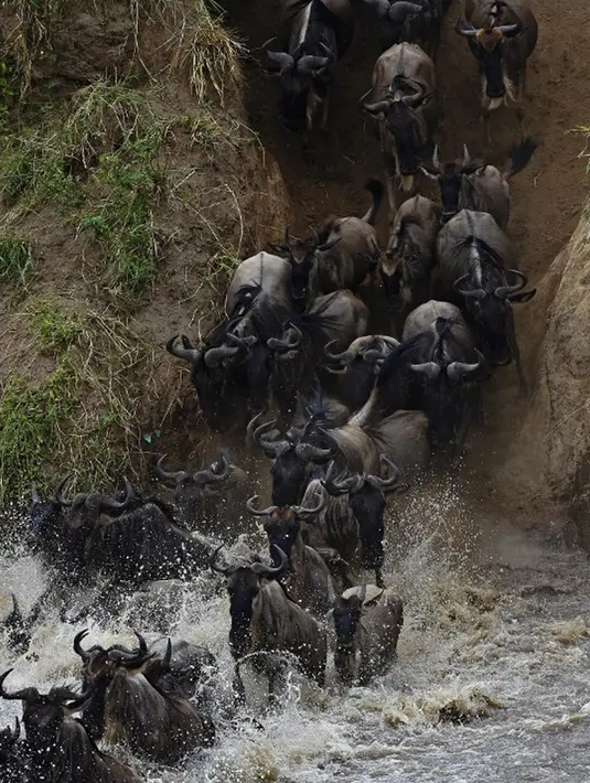 Kawanan Wildebeest menyeberangi sungai di Masai Mara saat berimigrasi, Kenya (4/9/2015). Wildebeest bermigrasi hingga jarak ratusan kilometer demi menemukan padang rumput selama musim kering di Kenya. (AFP PHOTO/Carl de Souza)