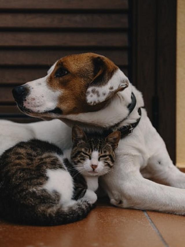 Ilustrasi anjing dan kucing