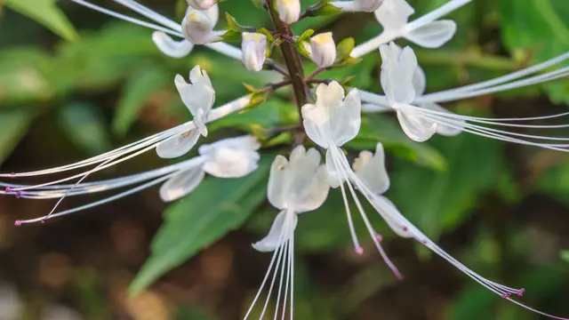 Inilah 3 Manfaat Tanaman Kumis Kucing Untuk Kesehatan