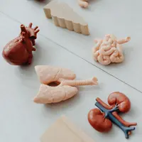 Ilustrasi&nbsp;Paru-paru/copyright pexels