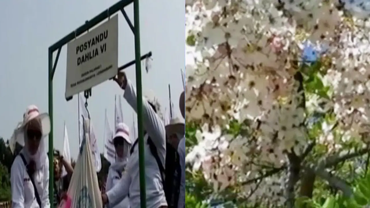 Unjuk Rasa Bidan PTT di Gambir hingga Bunga Sakura Hiasi Sumba