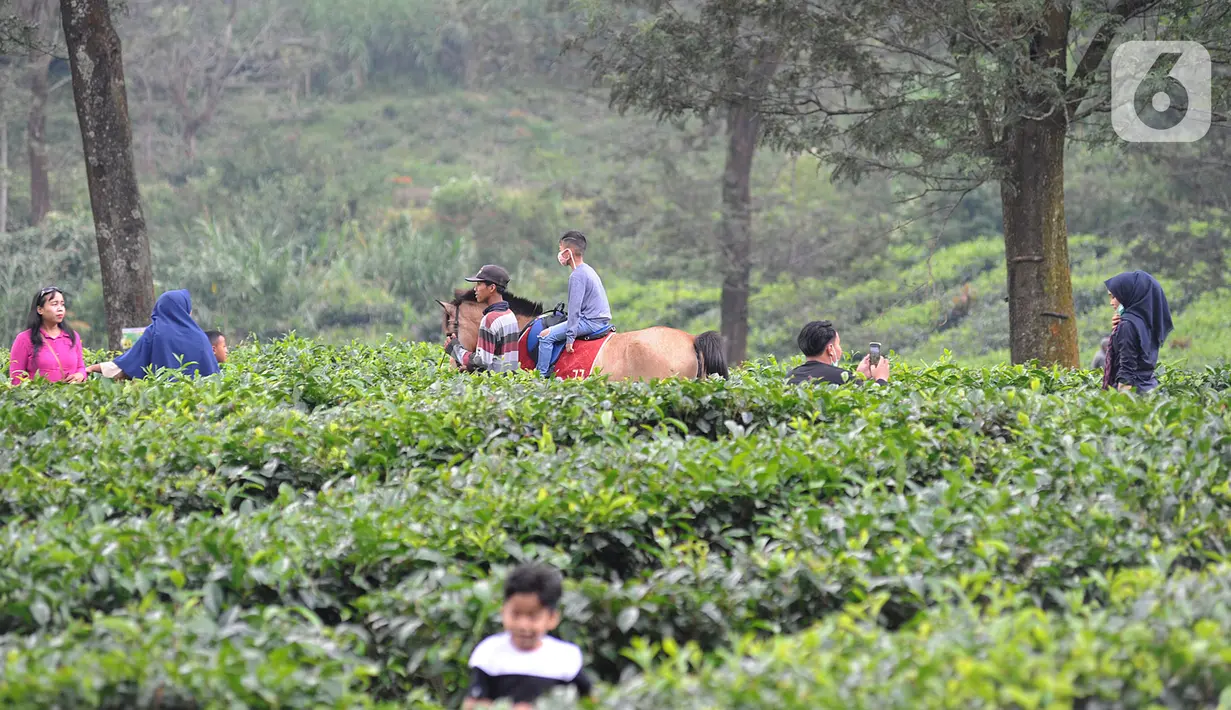 Warga berkeliling kebun teh di pinggir jalan raya yang menghubungkan Bogor-Cianjur di kawasan Gunung Mas, Puncak, Jawa Barat, Minggu (17/5/2020). Kegiatan ngabuburit atau menunggu waktu berbuka puasa ini melanggar aturan PSBB karena mengundang kerumunan massa. (merdeka.com/Arie Basuki)