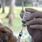 Tenaga kesehatan menyiapkan vaksin booster untuk disuntikkan kepada warga di sentra vaksinasi jemput bola RPTRA Taman Jangkrik, Ciganjur, Jakarta Selatan, Selasa (19/7/2022). Kementerian Kesehatan mencatat capaian vaksinasi booster COVID-19 secara nasional masih di angka 25,48 persen atau sebanyak 53.056.762 orang dari target penerima 208 juta orang. (Liputan6.com/Johan Tallo)