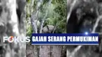 Setidaknya ada 12 ekor gajah yang merusak kebun pisang warga untuk mencari makan, karena diduga sumber makanan hewan yang memiliki belalai ini sudah habis di habitatnya.