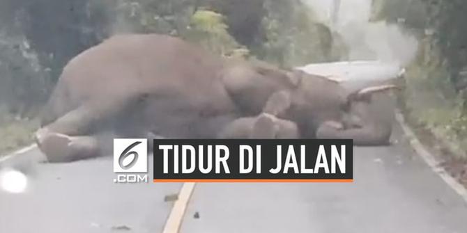 VIDEO: Aksi Gajah Tidur Siang di Tengah Jalan