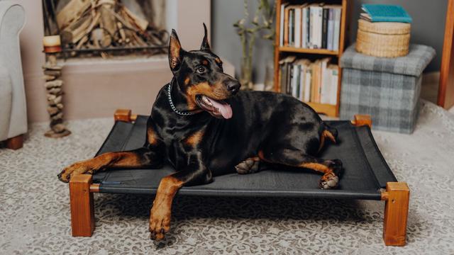 Doberman Pinschers