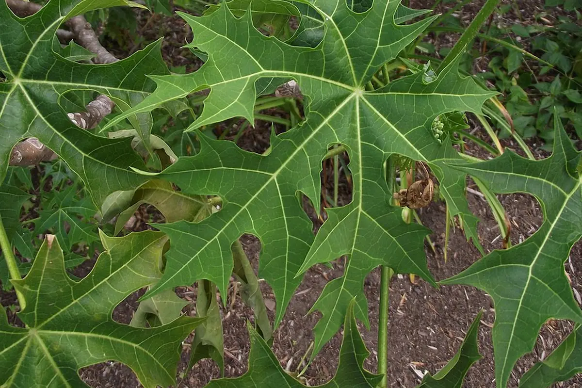 Daun Pepaya Jepang (By Tortie tude - Own work, CC0, https://commons.wikimedia.org/w/index.php?curid=27882144)