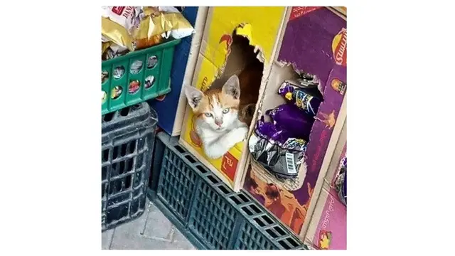 8 Aksi Kucing saat Menjaga Toko Ini Bikin Geleng Kepala