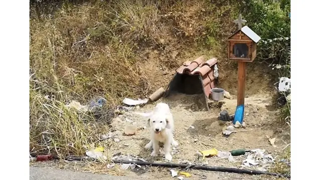 Terlalu Setia, Anjing Ini Tetap Berada di Tempat Sang Majikan Kecelakaan Selama 18 Bulan