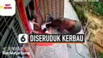 DETIK-DETIK IBU DAN BAYI DISERUDUK KERBAU YANG MENGAMUK