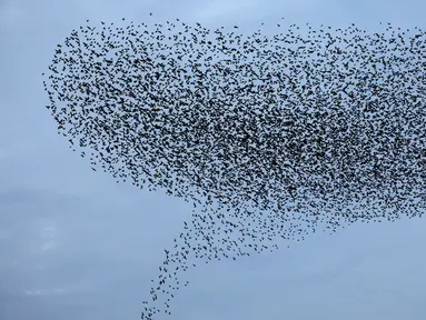 Ribuan burung jalak melakukan migrasi dalam formasi terbang di atas langit lahan pertanian dekat kota Beit Shean di Israel, Kamis (21/12). Fenomena yang dikenal sebagai murmuration biasa terjadi di bulan-bulan musim dingin. (AFP PHOTO/MENAHEM KAHANA)