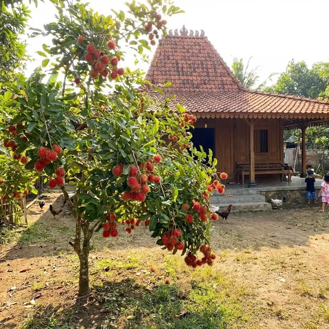 Tips Supaya Buah Rambutan Berbuah Manis