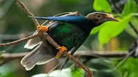 Burung Bidadari halmahera adalah burung endemik kepulauan Maluku dan merupakan jenis burung cenderawasih sejati yang tersebar paling barat. 