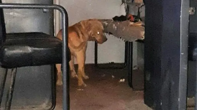 Tak Dirantai, 2 Anjing Pitbul Serang Kakek Pencari Kayu Bakar