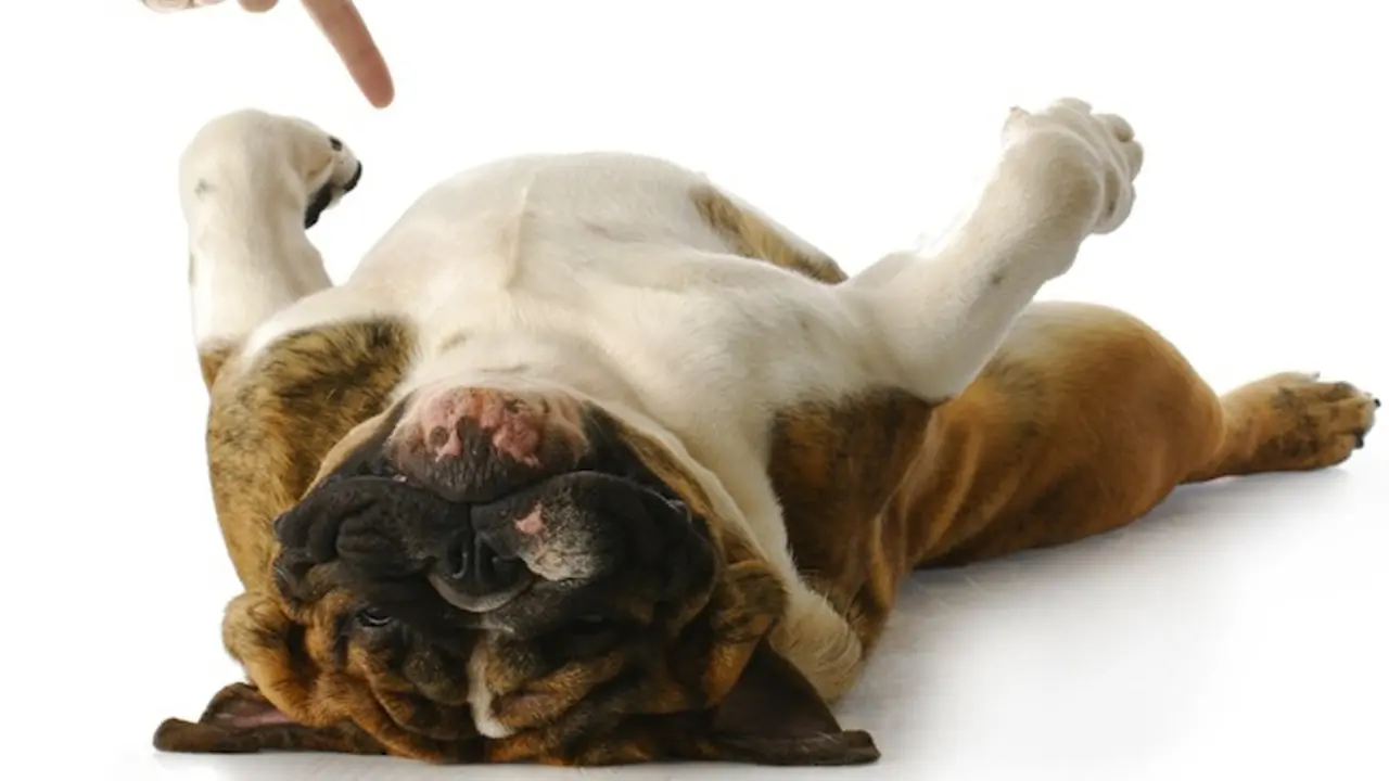 Nggak Mau Mandi, Anak Anjing Ini Malah 'Mati'