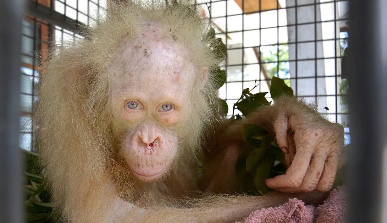 Seekor Orangutan albino ditemukan penduduk di Desa Tanggirang telah menyita perhatian media internasional, Kapuas, Kalimantan Tengah, Minggu (30/4). (AP/Indrayana/BOSF)