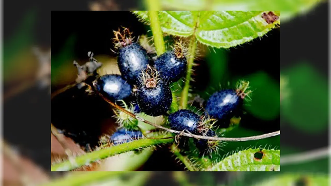 Kenalkan, Buah Penipu Ini Bernama Pollia Condensata 