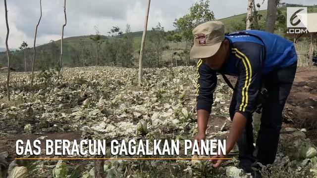 Tidak hanya meracuni puluhan warga, paparan gas beracun dari Kawah Ijen ternyata juga berdampak pada lahan pertanian.