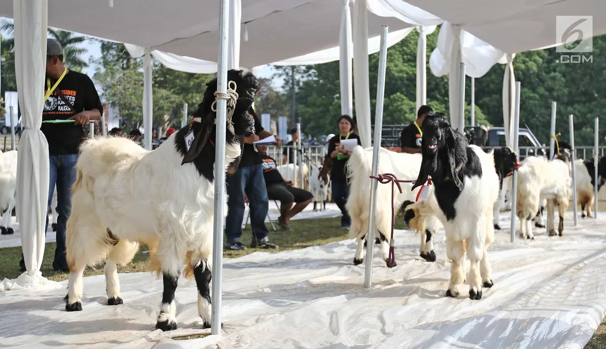 Sejumlah kambing saat mengikuti kontes ternak kambing kaligesing dalam acara Jambore Peternakan Nasional 2017 di Buperta Cibubur, Jakarta, Sabtu (23/9). Kontes ternak kambing kaligesing memperebutkan piala Presiden. (Liputan6.com/Herman Zakharia)