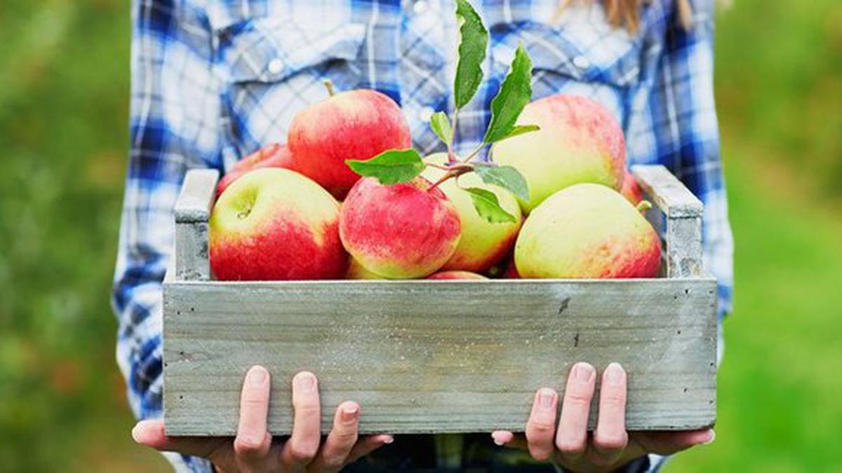 Lupakan Perawatan Mahal, Rutin Makan Buah Apel Bikin Awet Muda