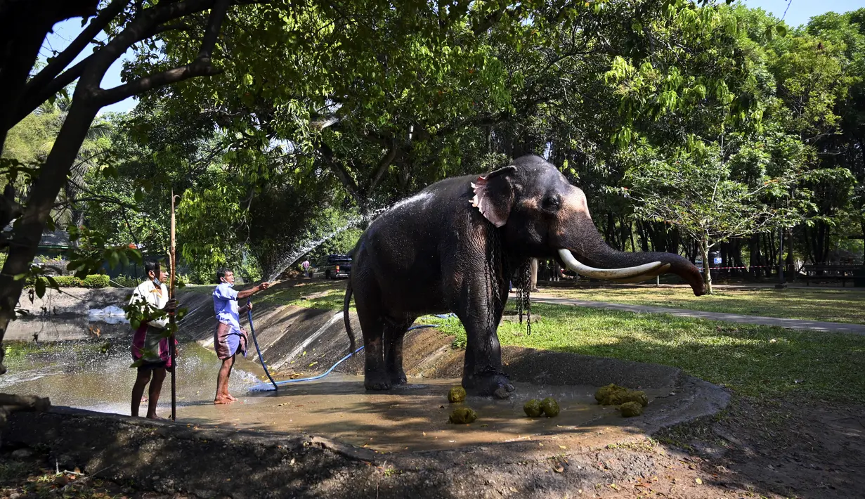 Para pawang memandikan seekor gajah di taman umum pada hari pertama prosesi Buddhis Navam tahunan dua hari terbesar di kota itu, yang juga dikenal sebagai festival Perahera, di Kolombo (15/2/2022). (AFP/Ishara S. Kodikara)