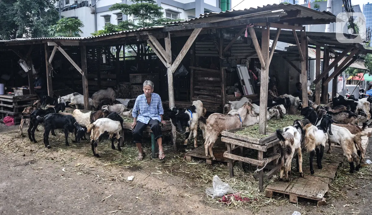 Pedagang hewan kurban menunggu pembeli di Pasar Kambing, Tanah Abang, Jakarta, Selasa (6/7/2021). Pedagang di Pasar Kambing mengungkapkan penjualan hewan kurban tahun ini mengalami penurunan akibat diberlakukannya PPKM Darurat. (merdeka.com/Iqbal S. Nugroho)