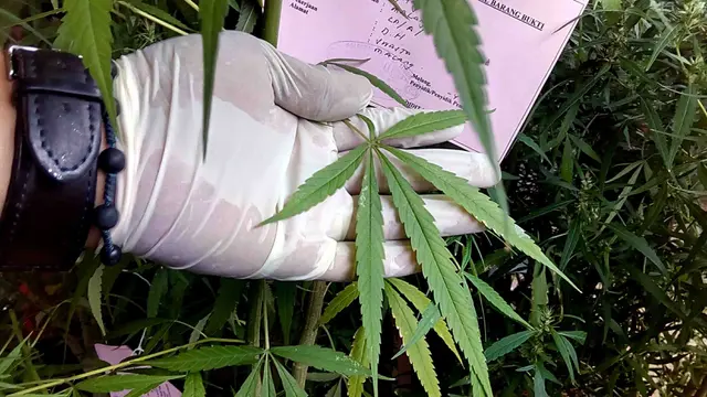 Kebun Ganja hingga Paket Ikan Asin Isi Ganja Digerebek Polisi di Malang