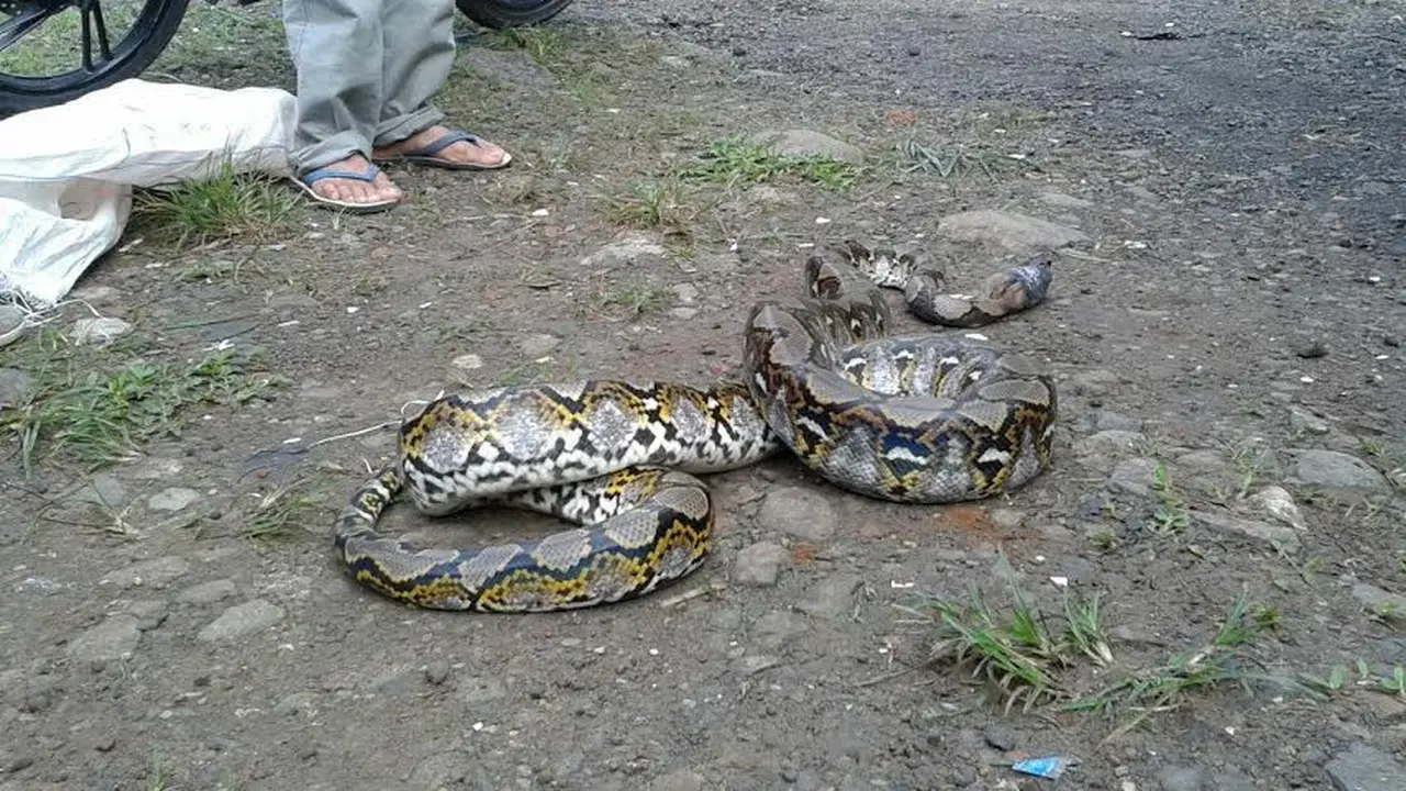 Penemuan Ular Piton di Bogor