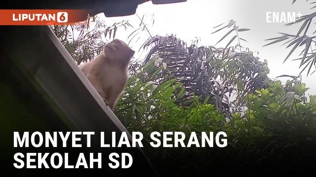 Kawanan Monyet Serang Sekolahan di Kuningan