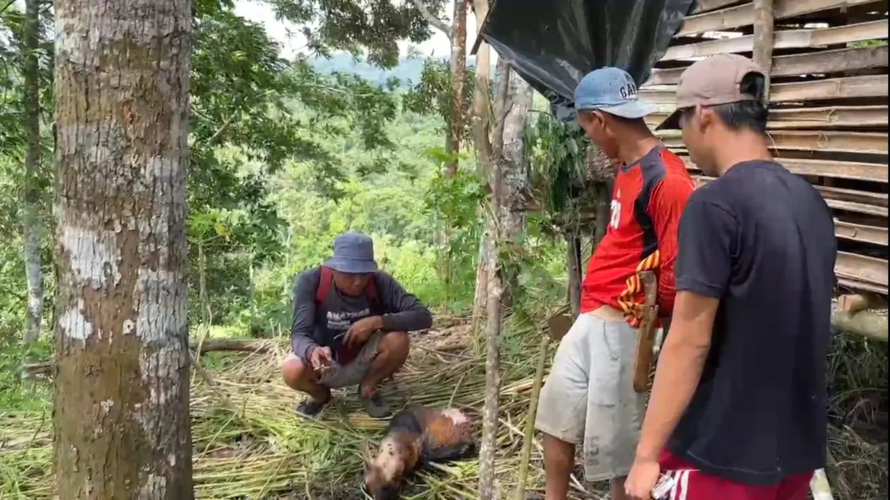 Potongan tubuh kambing milik warga yang diterkam oleh Harimau Sumatera di Pesisir Barat, Lampung. Foto : (Istimewa).