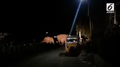 Deforestasi atau penebangan hutan di kawasan Kunavai, membuat beberapa gajah liar masuk ke pemukiman warga. Kejadian ini membuat banyak warga panik.