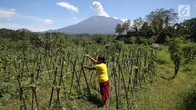 Jual Rugi Para Petani di Zona Merah Gunung Agung