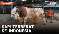 SAPI TERBERAT SE-INDONESIA DENGAN BOBOT 1,3 TON