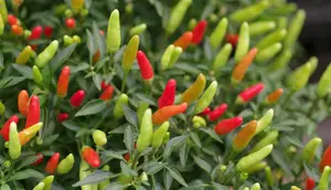 Cara Membuat Cabai Berbuah di Banyak Cabang, Produktif Panen Tiap Hari