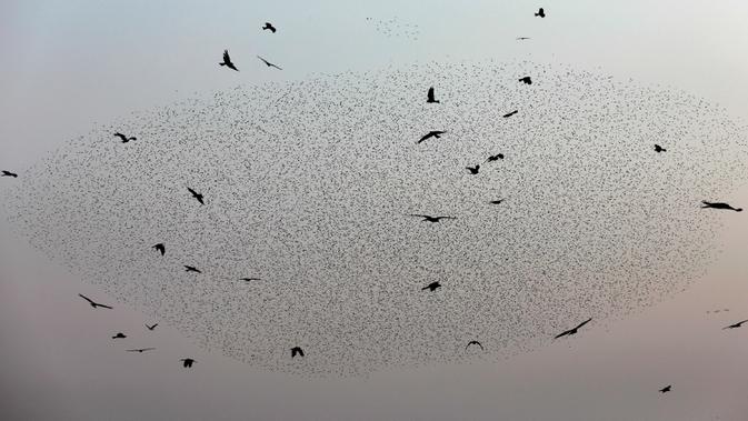 Burung-burung jalak terbang berkelompok membentuk pola sebelum hinggap untuk beristirahat di wilayah Jordania, Tepi Barat r pada 2 Januari 2020. Fenomena ini disebut murmuration, yakni ketika kawanan besar burung migran membentuk pola penerbangan. (MENAHEM KAHANA/AFP)