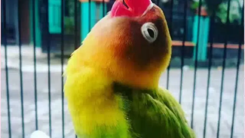 Lovebird Kusumo Tiada