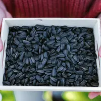 4 Manfaat Biji Bunga Matahari untuk Kesehatan Tubuh./copyright. pexels/