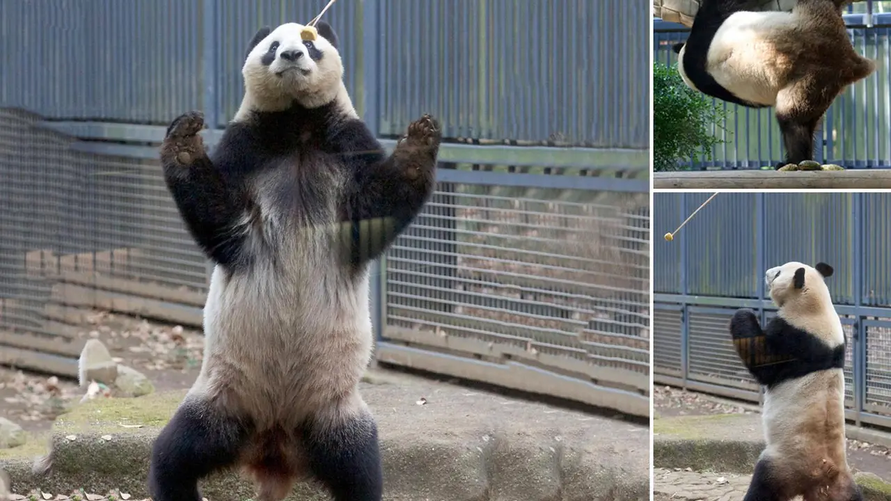 Berkenalan dengan Panda di Jepang yang Jago Kung Fu