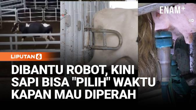 Sapi Bisa Menentukan Kapan Mau Diperah dengan Bantuan Robot