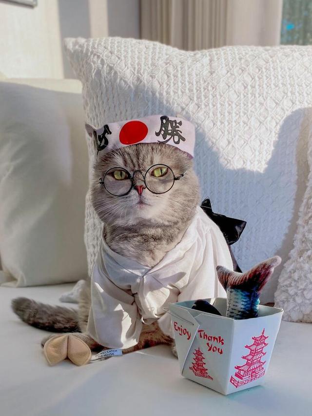 8 Potret Kucing saat Pakai Kostum Unik Ini Curi Perhatian, Menggemaskan